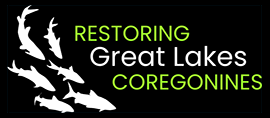 Great Lakes Ciscoes website logo.  Text saying 'Restoring Great Lakes Coregonines'
