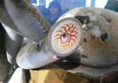 Sea Lamprey Mouth