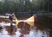 Fyke Netting on the Wolf River, Ontario