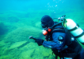 Scuba Diver Examining Fry Trap