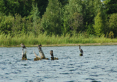 Cormorants in Water