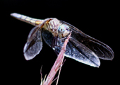 Dragonfly, Closeup