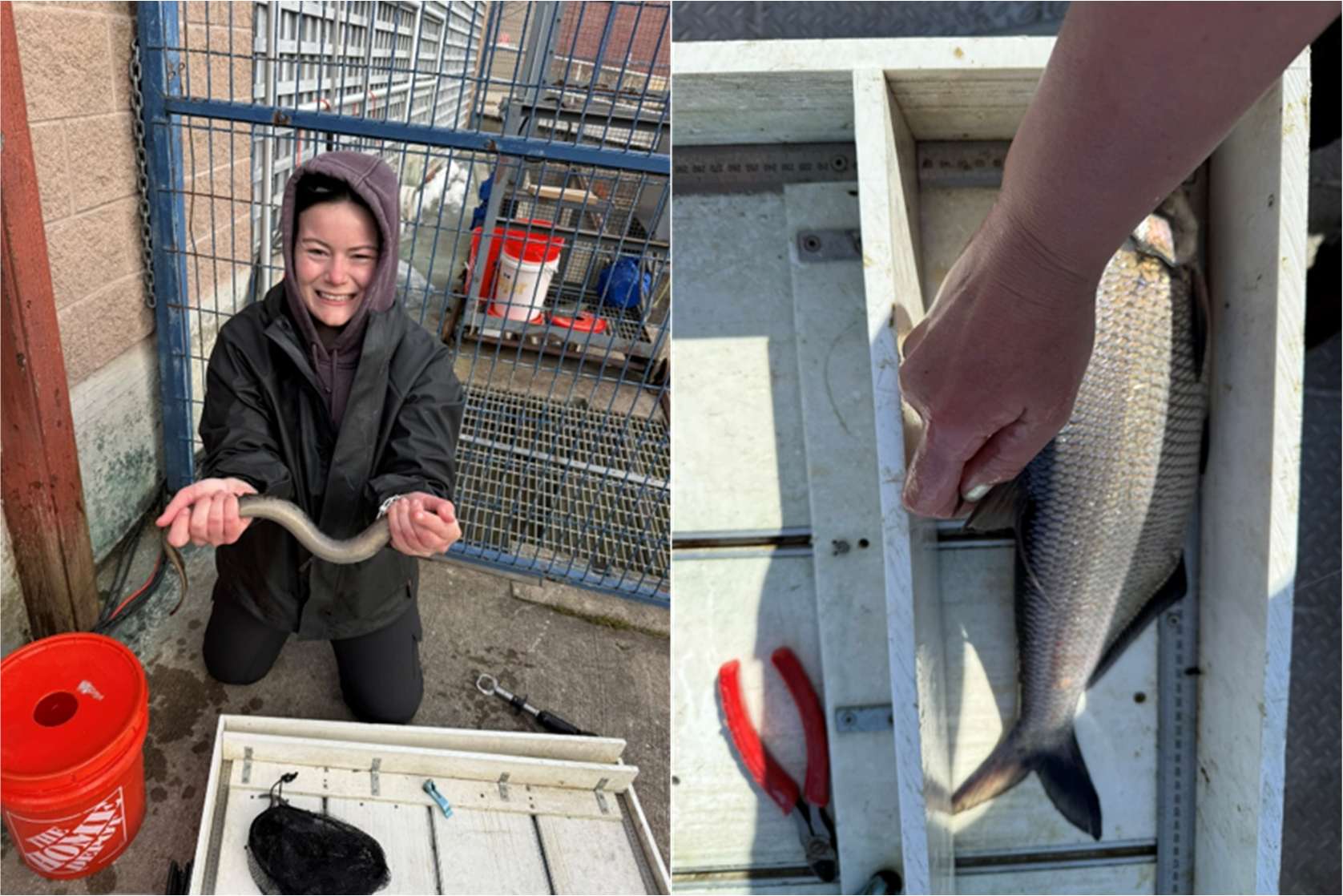 Two photos from fish monitoring at a fish passage facility. Left: a person kneeling and smiling while holding a sea lamprey over a measuring board, with holding cages and a bucket nearby. Right: an overhead close-up of a hand holding a silvery fish (quillback) against a measuring board with a ruler.