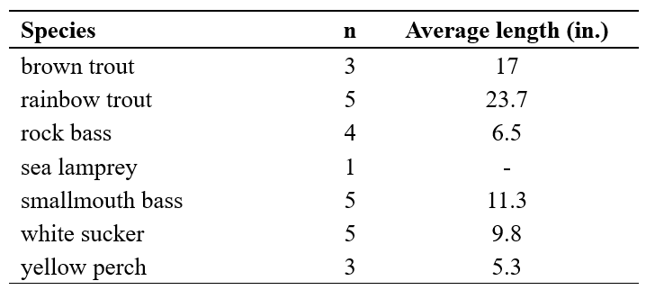 Table displaying data for seven fish species, including brown trout, rainbow trout, rock bass, sea lamprey, smallmouth bass, white sucker, and yellow perch. Columns list the number of individuals sampled (n) and their average lengths in inches. Some species have small sample sizes, with sea lamprey showing no recorded average length. A footnote indicates that asterisks denote a sample size of one.