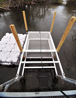 Image of a fish trap set up in a river. The trap consists of a white metal frame with mesh panels, secured to wooden posts and floating docks on either side. The water flows around the structure, and vegetation is visible along the riverbank in the background.